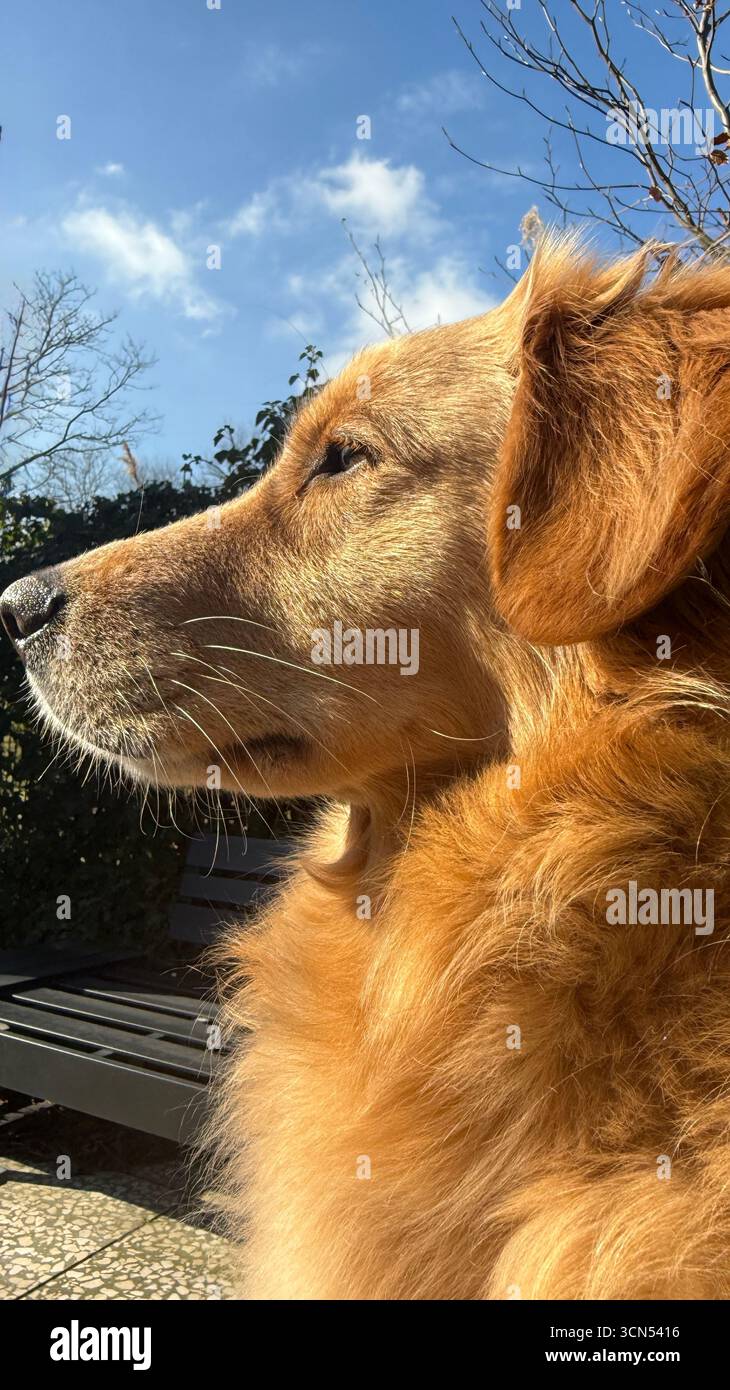 Profilo laterale di un cane Golden retriever che guarda in lontananza in una giornata di sole all'aperto. Foto Stock