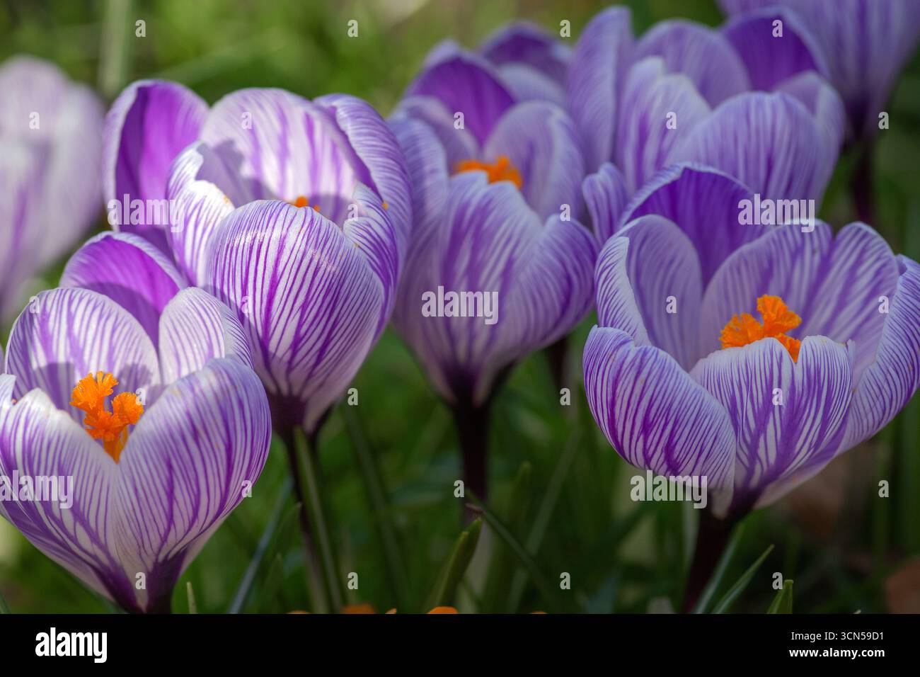 Crochi viola e bianchi. Cibo per i primi impollinatori emergenti. Una preziosa fonte di cibo per i primi impollinatori emergenti.fiori primaverili fioriti precocemente Foto Stock