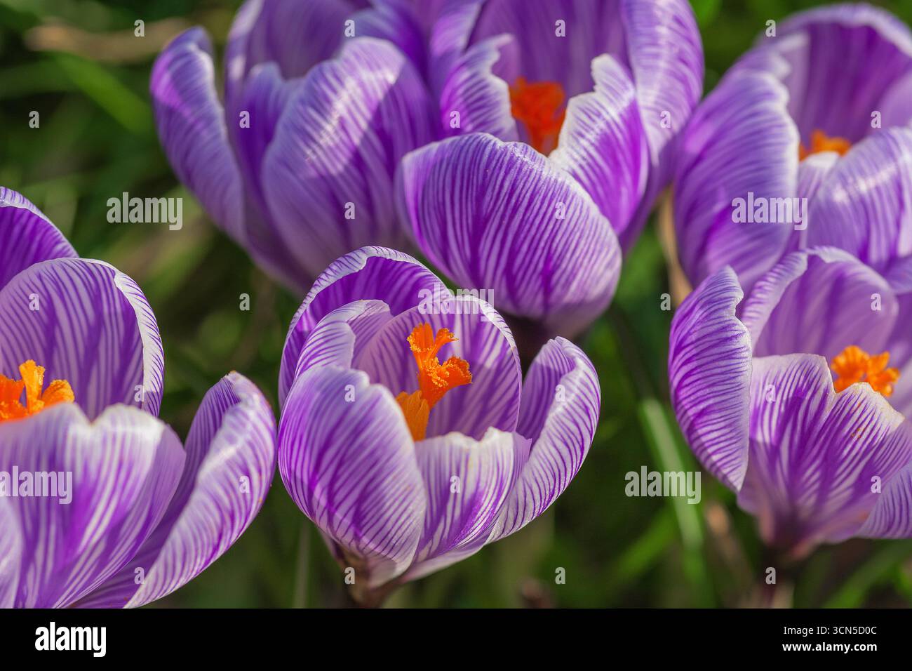 Crochi viola e bianchi. Cibo per i primi impollinatori emergenti. Una preziosa fonte di cibo per i primi impollinatori emergenti.fiori primaverili fioriti precocemente Foto Stock