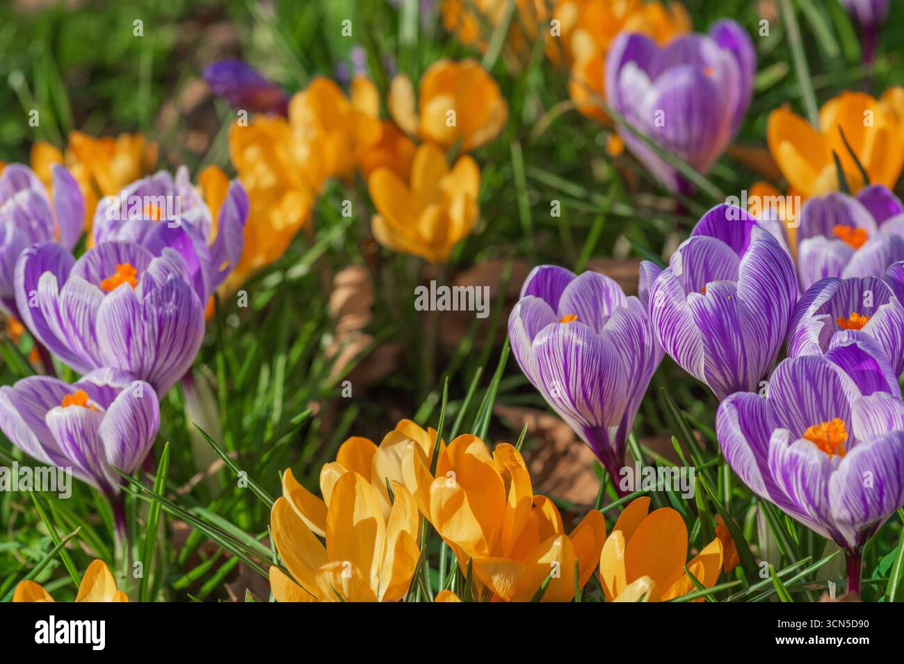 Crochi viola e giallo che sbocciano a marzo. Una preziosa fonte di cibo per i primi impollinatori emergenti.fiori primaverili fioriti precocemente. Foto Stock