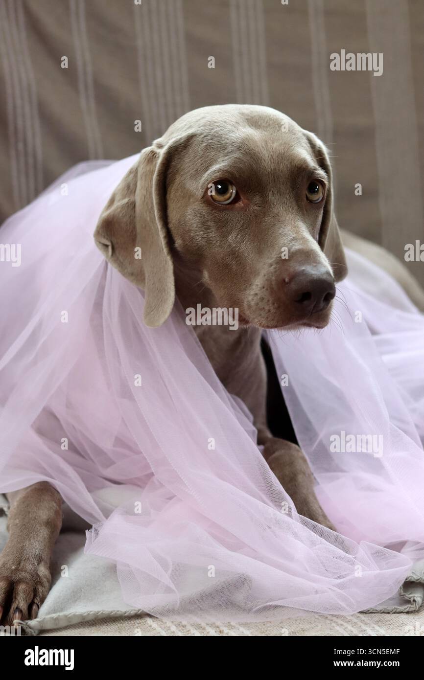 Ritratto di uno splendido cane Weimaraner Foto Stock