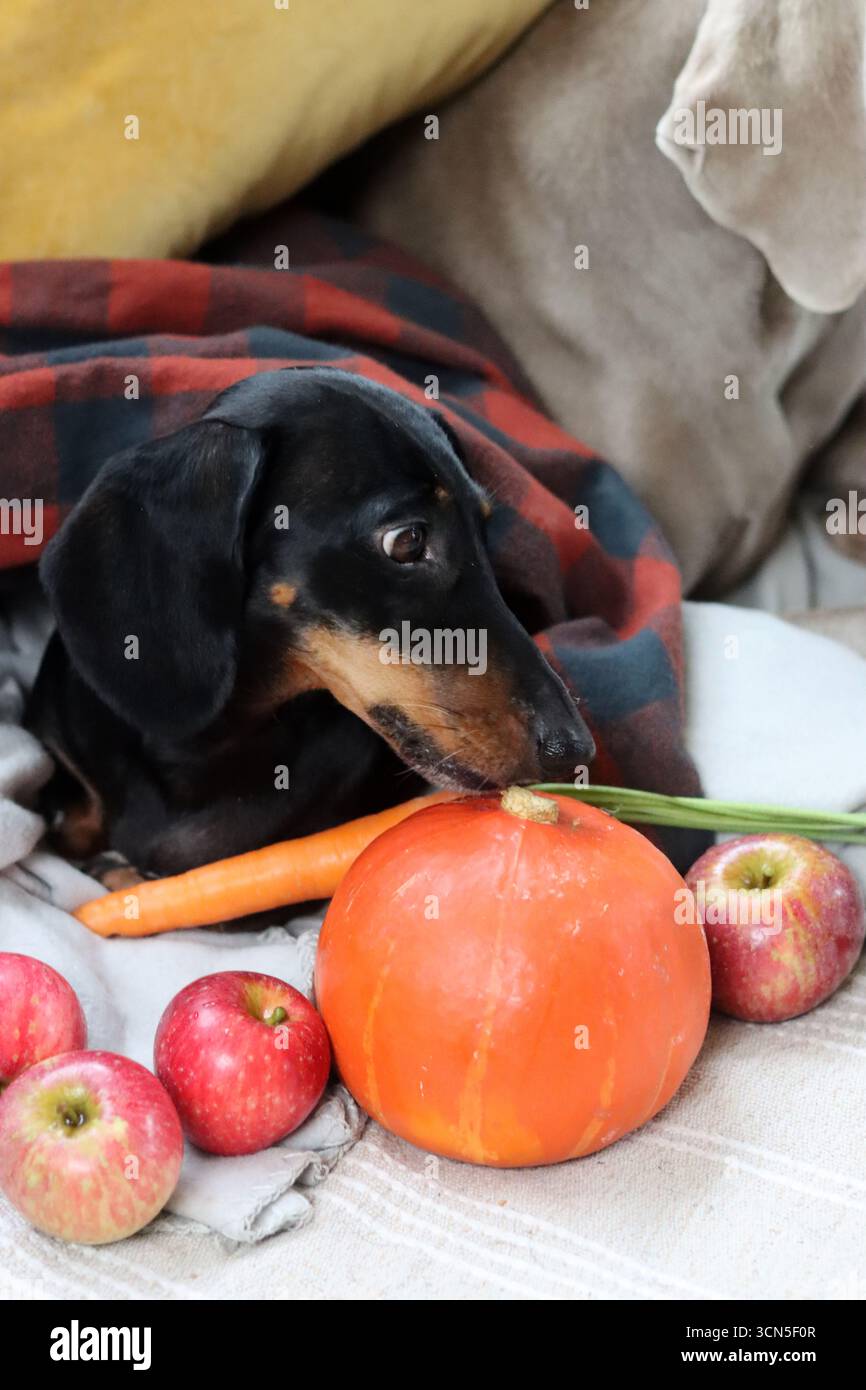 Cane da diporto con zucca e plaid sul divano Foto Stock