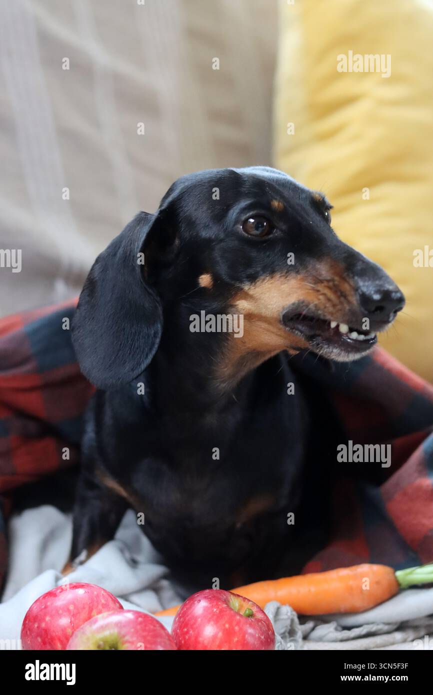 Primo piano di un simpatico cane Dachshund in miniatura, nero e abbronzato. Bella foto di animali domestici. Foto Stock