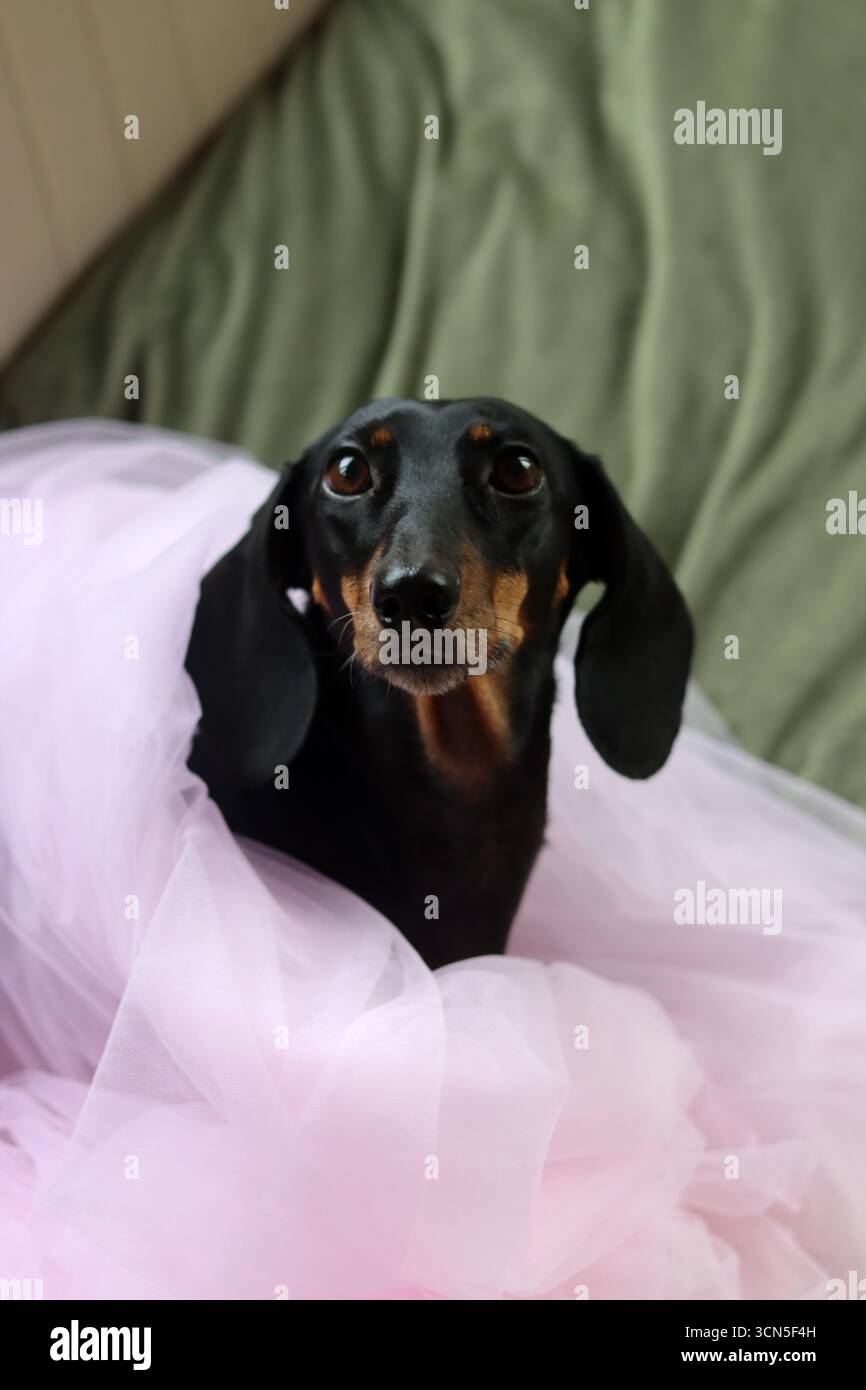 Primo piano di un simpatico cane Dachshund in miniatura, nero e abbronzato. Bella foto di animali domestici. Foto Stock