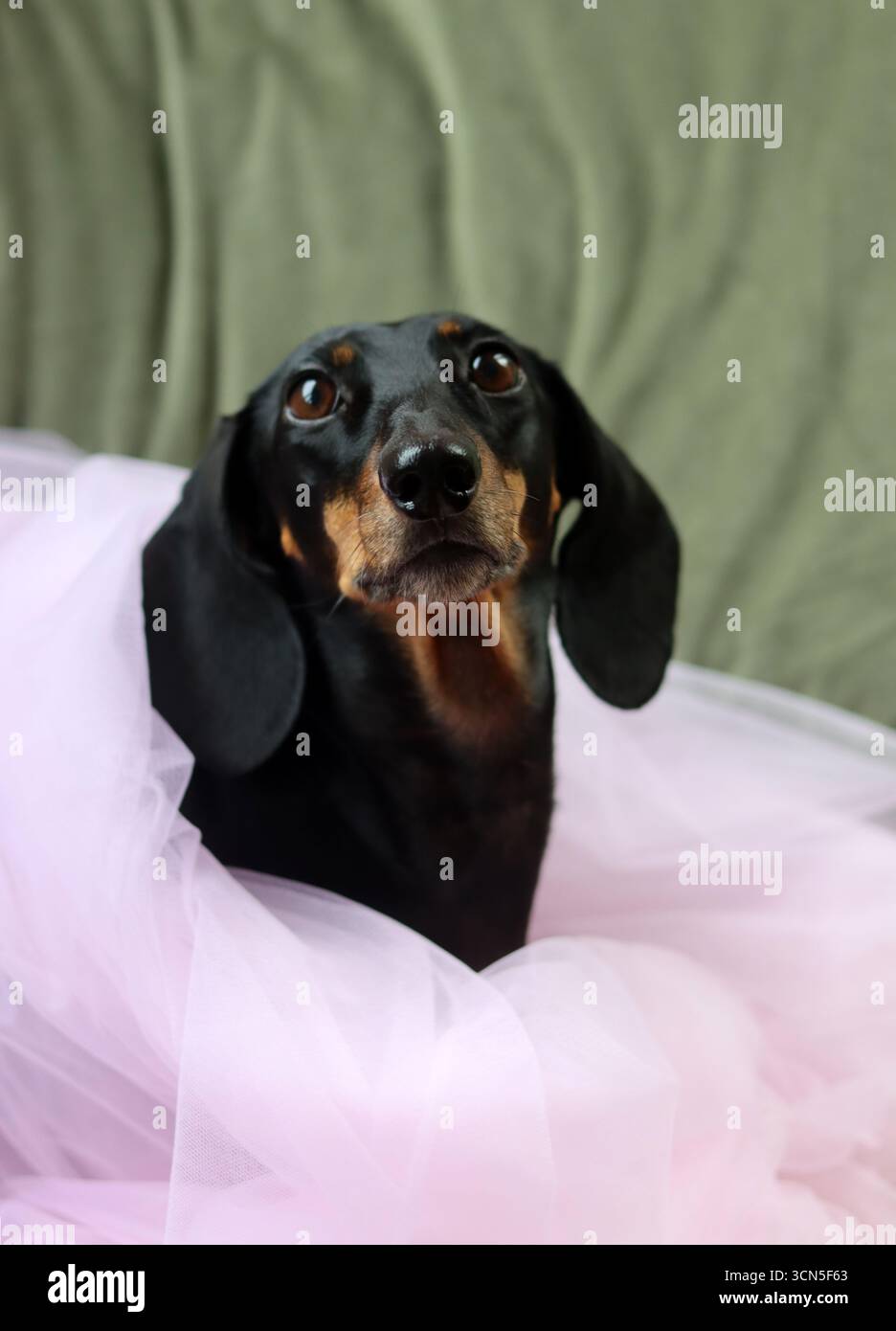 Primo piano di un simpatico cane Dachshund in miniatura, nero e abbronzato. Bella foto di animali domestici. Foto Stock