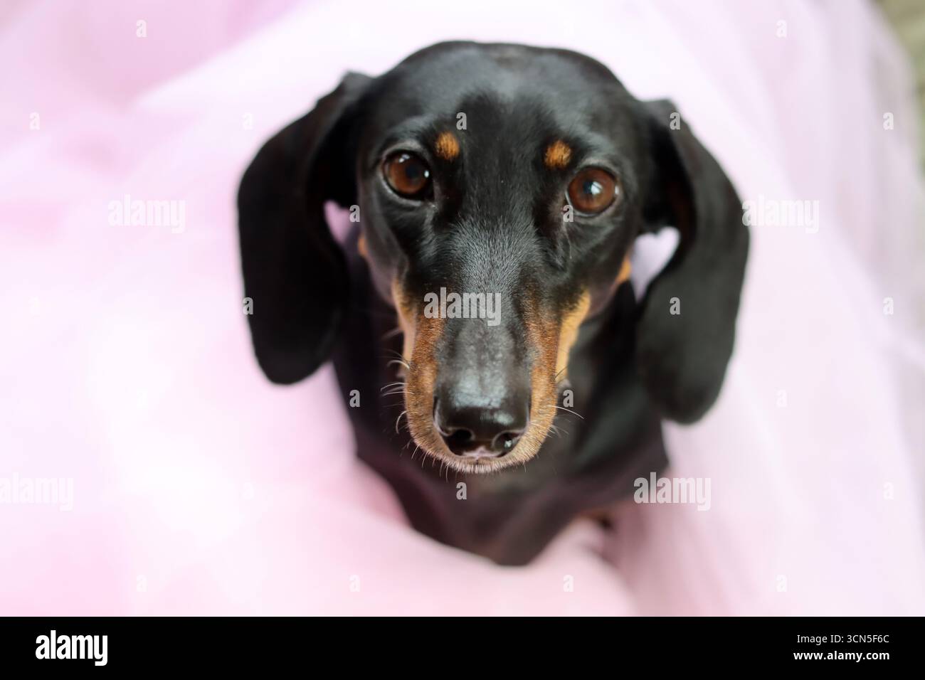 Primo piano di un simpatico cane Dachshund in miniatura, nero e abbronzato. Bella foto di animali domestici. Foto Stock