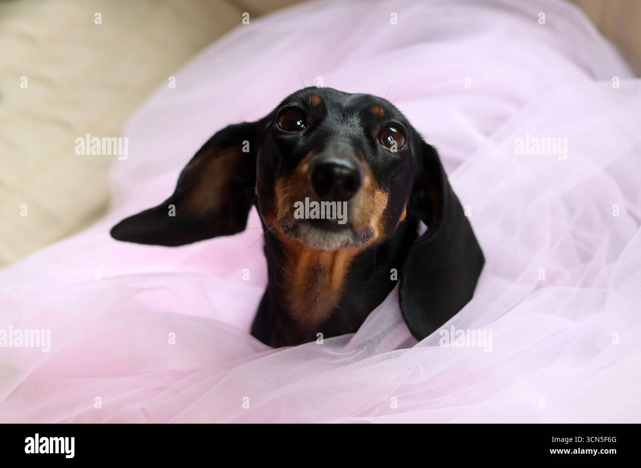 Primo piano di un simpatico cane Dachshund in miniatura, nero e abbronzato. Bella foto di animali domestici. Foto Stock