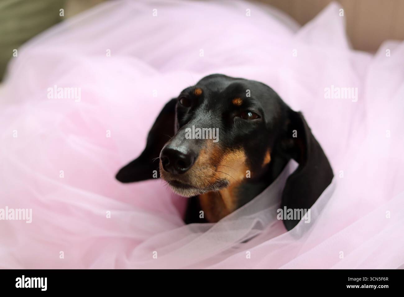 Primo piano di un simpatico cane Dachshund in miniatura, nero e abbronzato. Bella foto di animali domestici. Foto Stock