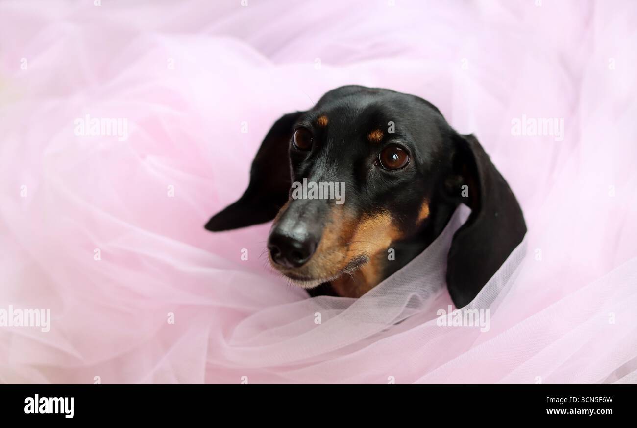 Primo piano di un simpatico cane Dachshund in miniatura, nero e abbronzato. Bella foto di animali domestici. Foto Stock