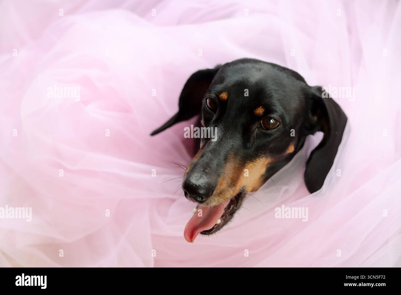 Primo piano di un simpatico cane Dachshund in miniatura, nero e abbronzato. Bella foto di animali domestici. Foto Stock