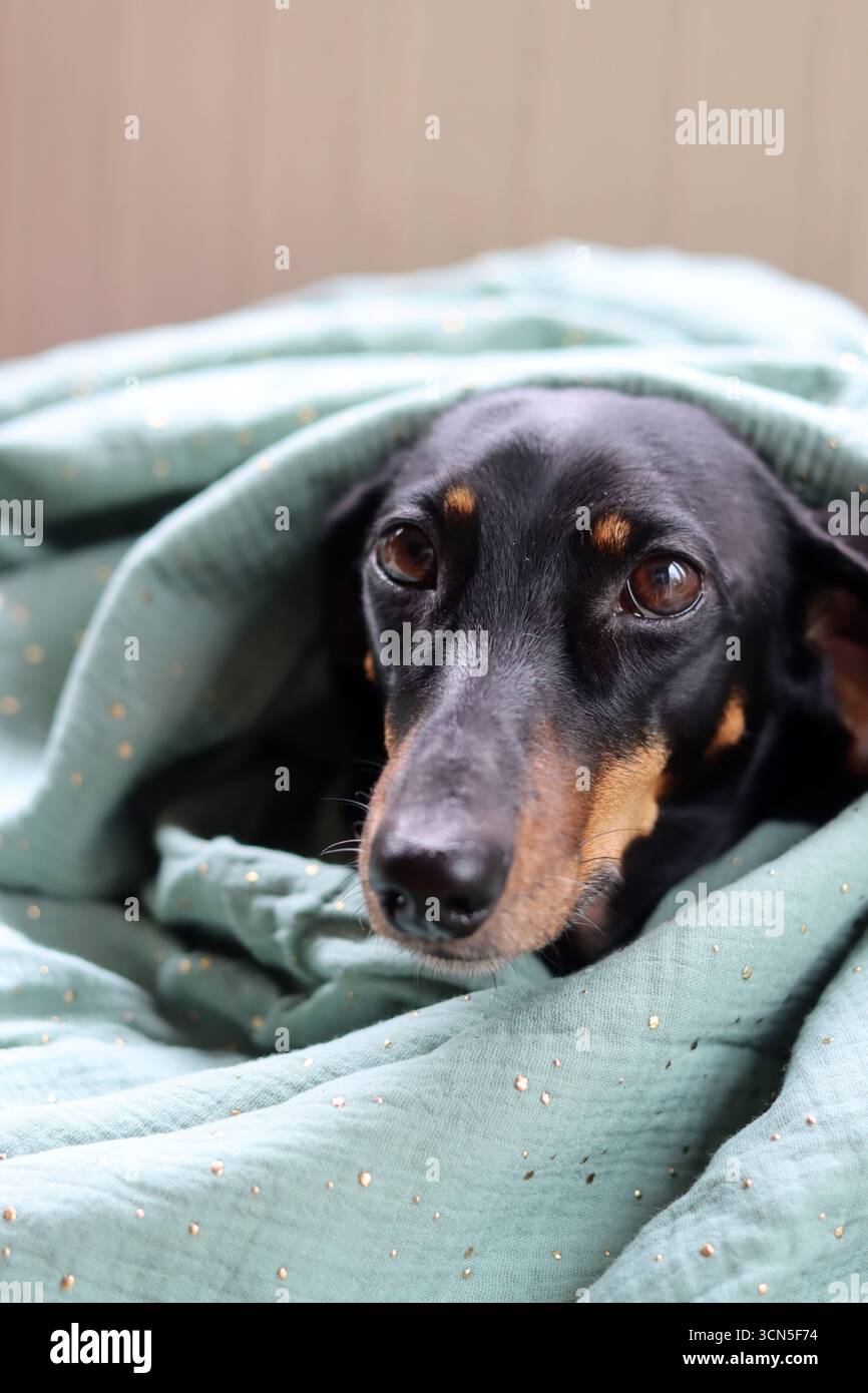 Primo piano di un simpatico cane Dachshund in miniatura, nero e abbronzato. Bella foto di animali domestici. Foto Stock