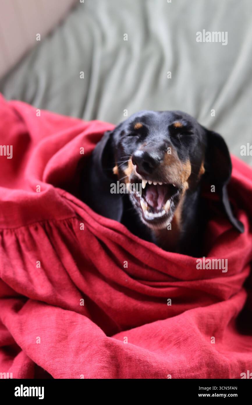 Teckel fa facce strane. Primo piano di un simpatico cane Dachshund in miniatura, nero e abbronzato. Bella foto di animali domestici. Foto Stock