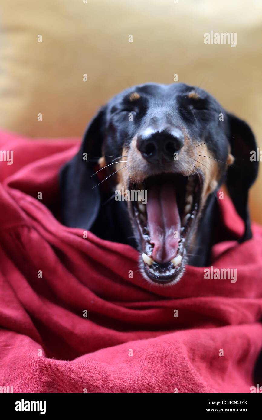 Teckel fa facce strane. Primo piano di un simpatico cane Dachshund in miniatura, nero e abbronzato. Bella foto di animali domestici. Foto Stock
