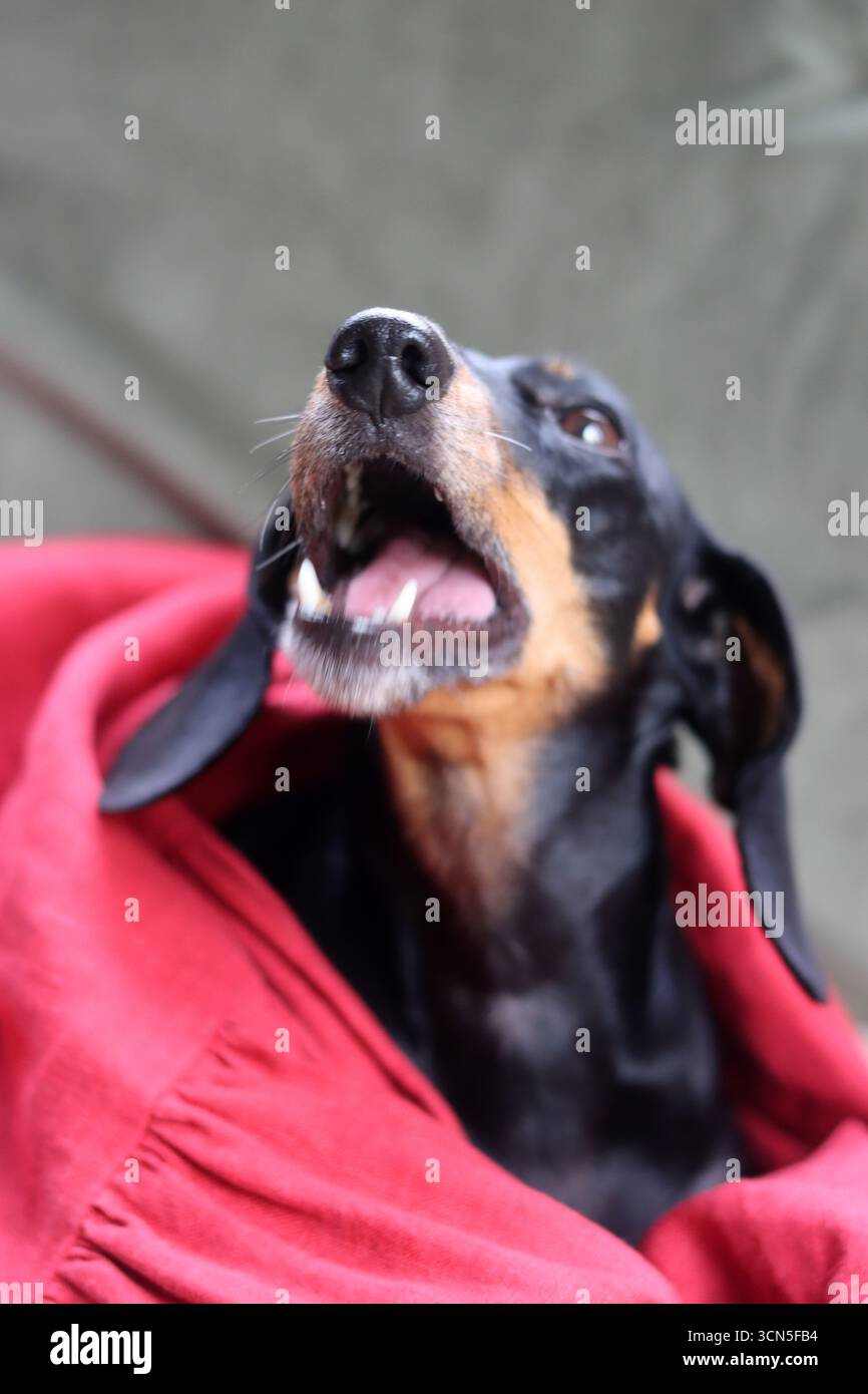 Teckel fa facce strane. Primo piano di un simpatico cane Dachshund in miniatura, nero e abbronzato. Bella foto di animali domestici. Foto Stock