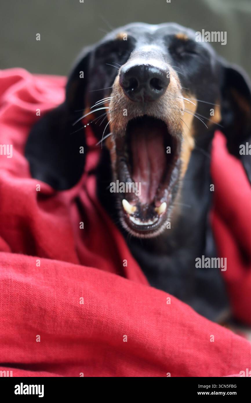 Teckel fa facce strane. Primo piano di un simpatico cane Dachshund in miniatura, nero e abbronzato. Bella foto di animali domestici. Foto Stock