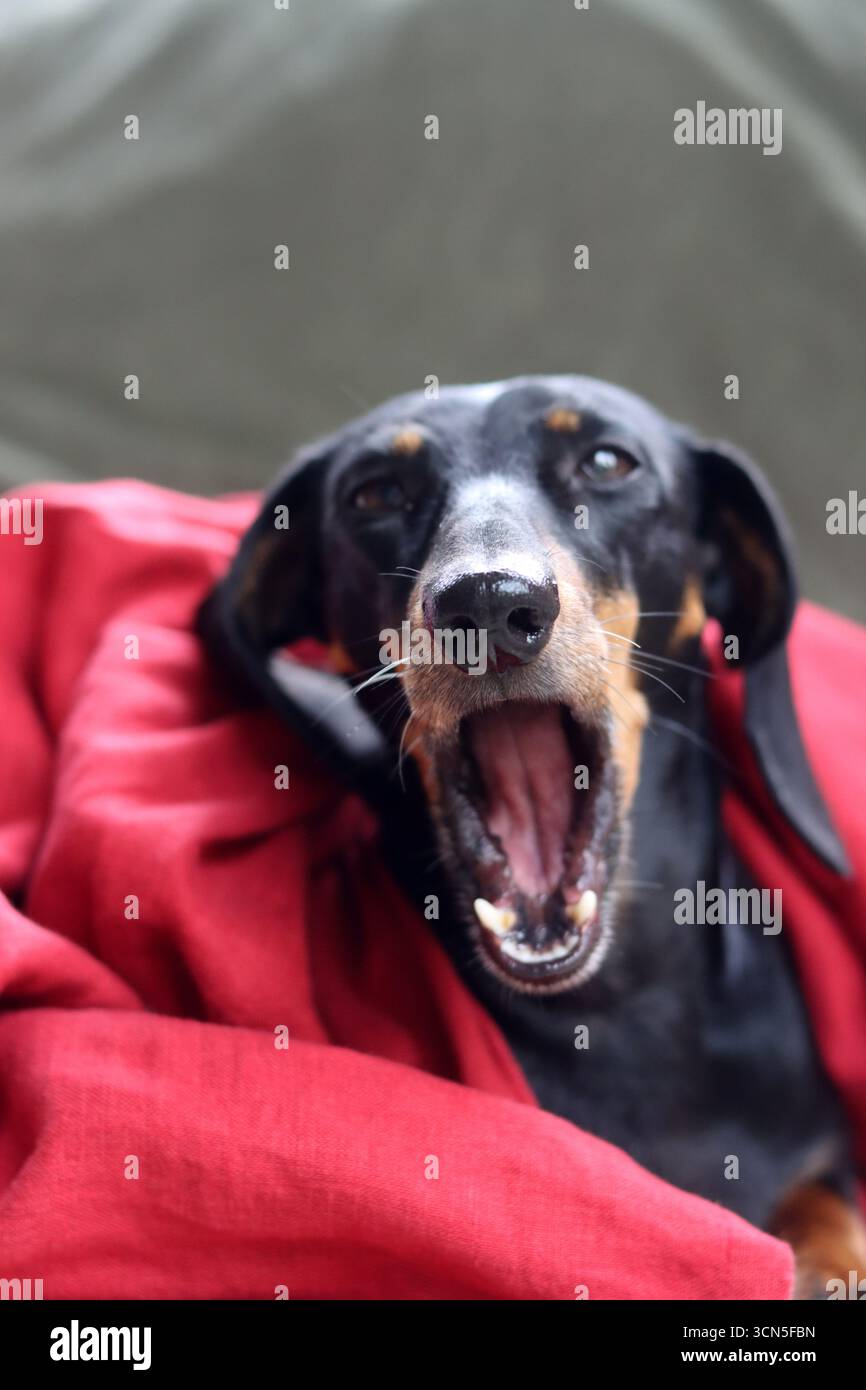 Teckel fa facce strane. Primo piano di un simpatico cane Dachshund in miniatura, nero e abbronzato. Bella foto di animali domestici. Foto Stock