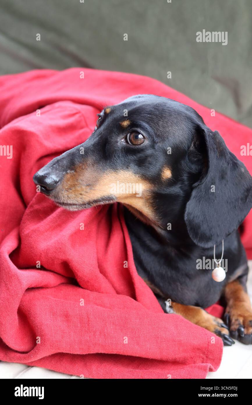 Teckel fa facce strane. Primo piano di un simpatico cane Dachshund in miniatura, nero e abbronzato. Bella foto di animali domestici. Foto Stock