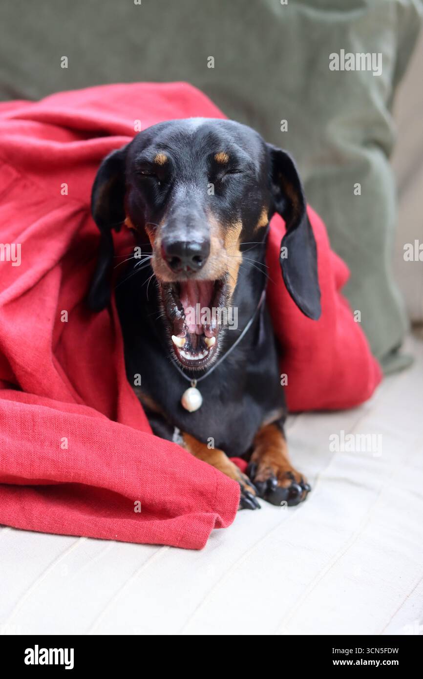 Teckel fa facce strane. Primo piano di un simpatico cane Dachshund in miniatura, nero e abbronzato. Bella foto di animali domestici. Foto Stock