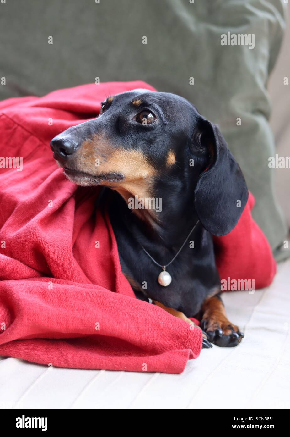 Teckel fa facce strane. Primo piano di un simpatico cane Dachshund in miniatura, nero e abbronzato. Bella foto di animali domestici. Foto Stock