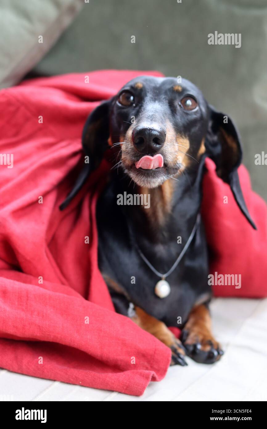 Teckel fa facce strane. Primo piano di un simpatico cane Dachshund in miniatura, nero e abbronzato. Bella foto di animali domestici. Foto Stock