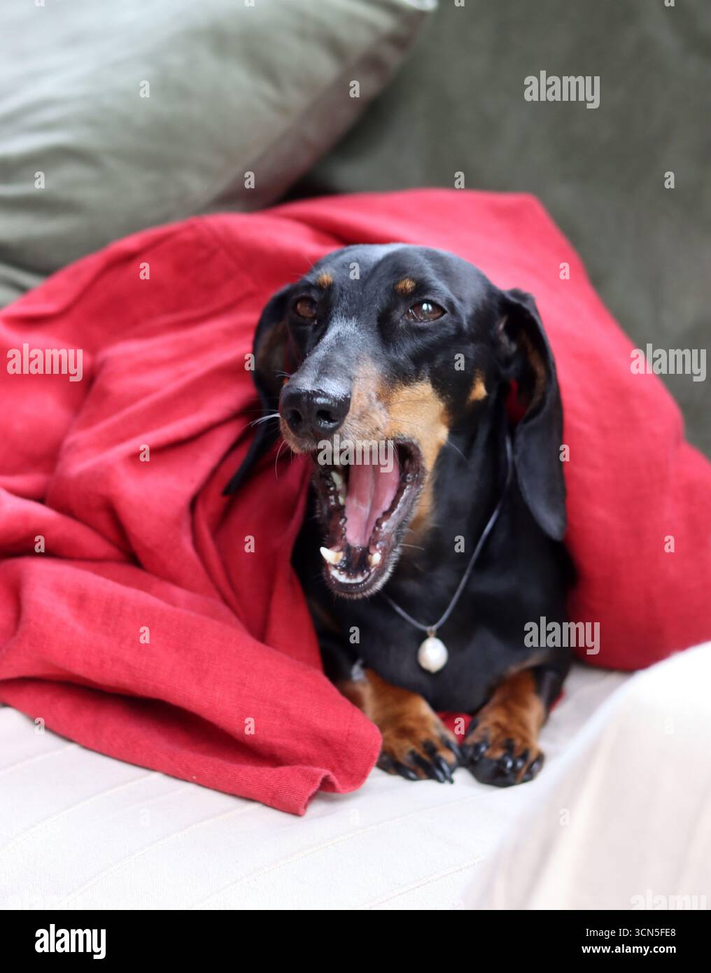 Teckel fa facce strane. Primo piano di un simpatico cane Dachshund in miniatura, nero e abbronzato. Bella foto di animali domestici. Foto Stock