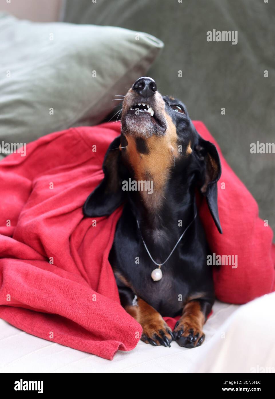 Teckel fa facce strane. Primo piano di un simpatico cane Dachshund in miniatura, nero e abbronzato. Bella foto di animali domestici. Foto Stock