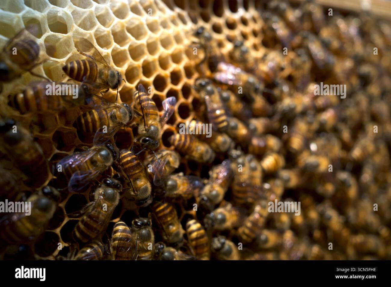 Primo piano di api mellifere (Apis mellifera) su un nido d'ape, alveari, dalla foresta pluviale naturale dell'isola di Giava, Indonesia. Sfondo naturale. Foto Stock