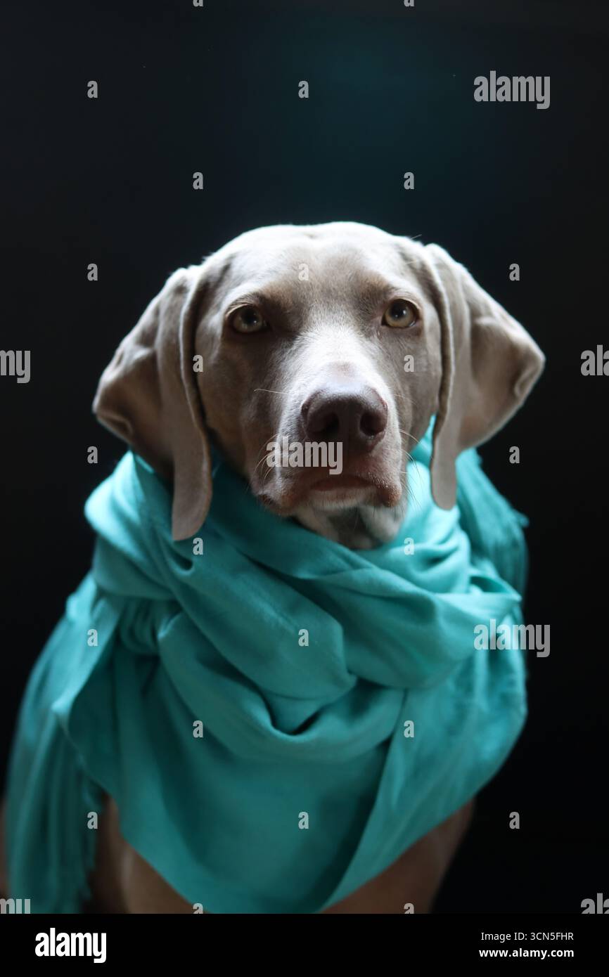 Ritratto di uno splendido cane Weimaraner Foto Stock