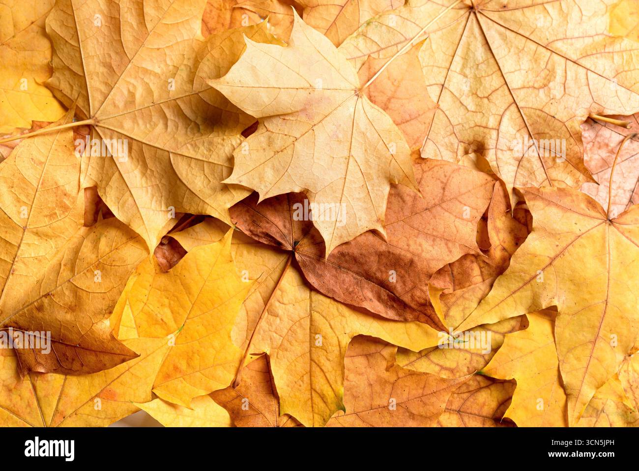 Foglie d'acero giallo autunnale come sfondo, vista dall'alto. Texture foglie dorate, modello autunnale stagionale. Foto Stock