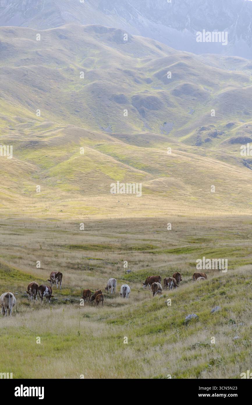 Vista dei cavalli selvaggi pascolano serenamente nella valle baciata dal sole, incorniciata da dolci colline sotto un cielo morbido, Isola del Gran Sasso D'italia, Abruzzo, Italia. Foto Stock