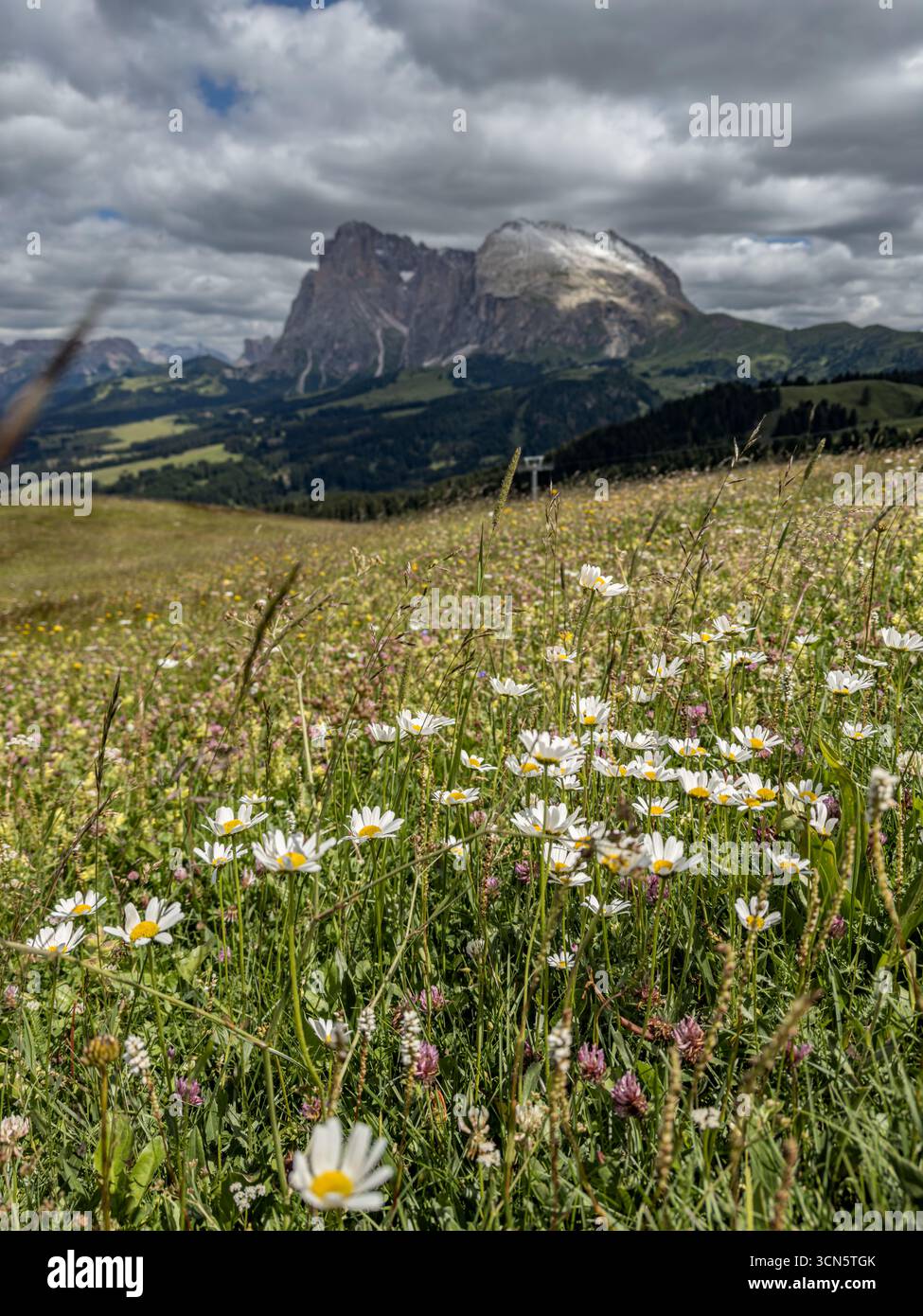 Fiori selvatici di fronte al gruppo Langkofel sull'Alpe di Siusi nelle Dolomiti, alto Adige, Italia. Foto Stock