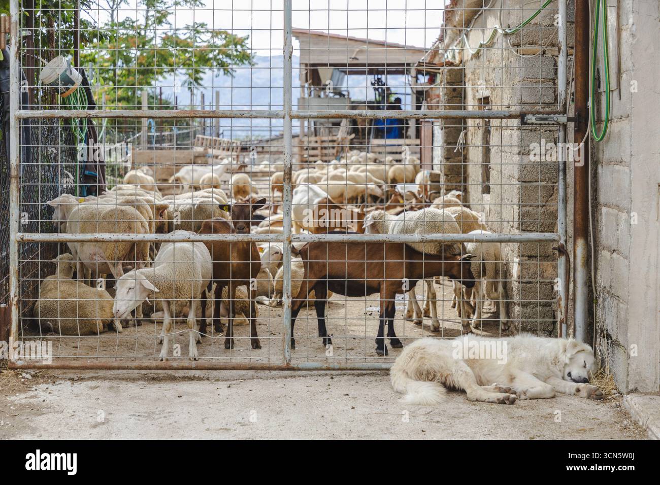 Vista di un gregge di pecore raccolto dietro una recinzione metallica con un cane bianco che dorme pacificamente sul terreno, Contrada Frattura, Abruzzo, Italia. Foto Stock