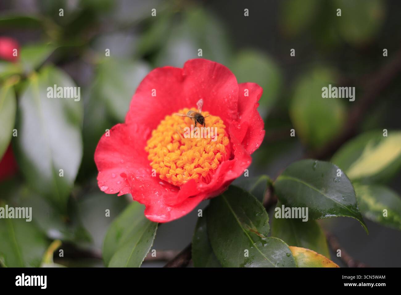 Un fiore di camelia dopo la pioggia, con un'ape sul suo grappolo di stami giallo prominente. Foto Stock