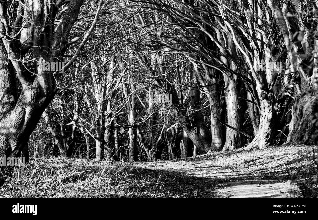 Sentiero nel bosco a fine inverno. Foto Stock