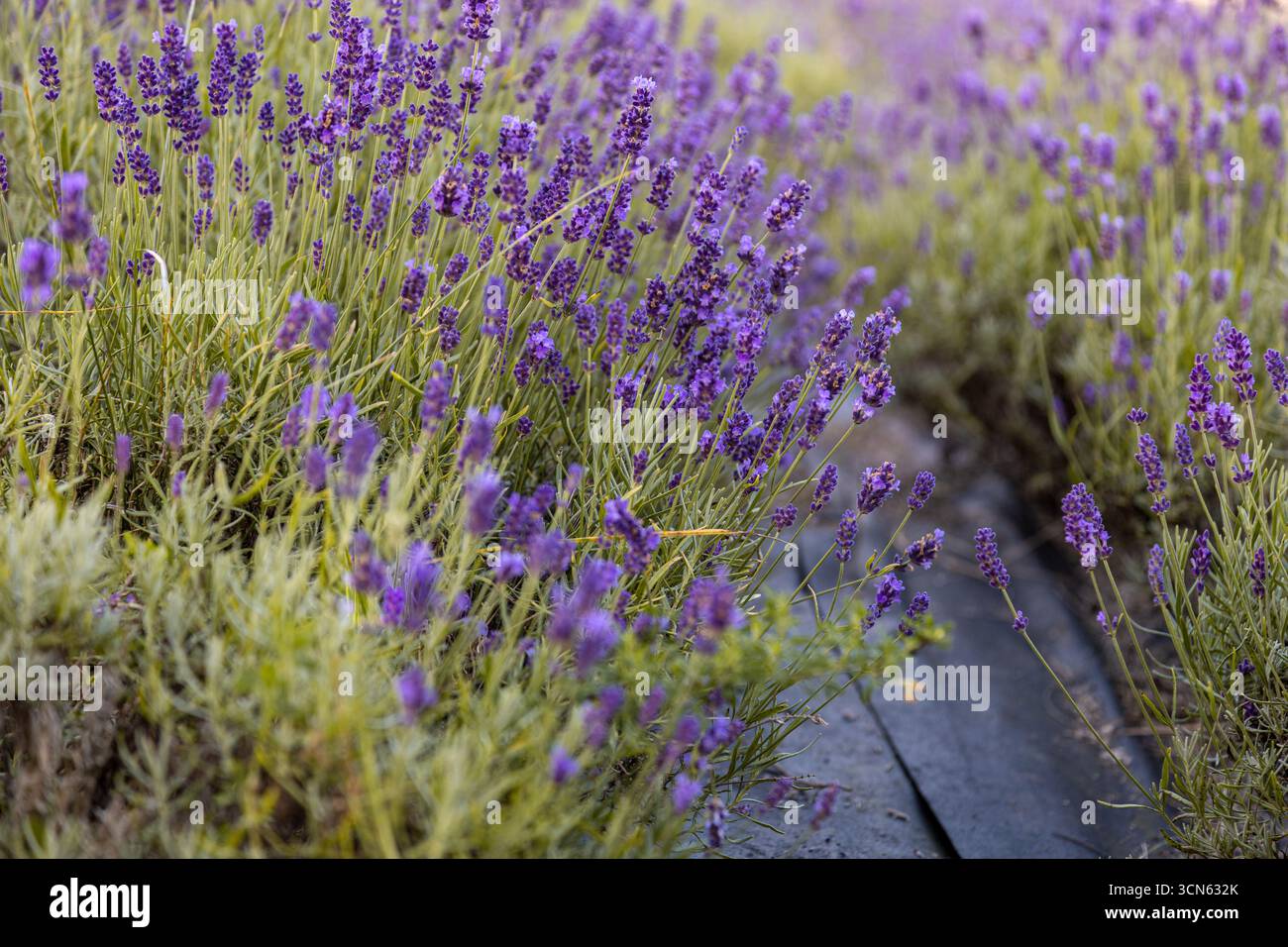 Una splendida aiuola di piante viola di Lavanda Lavandula su un prato verde Foto Stock