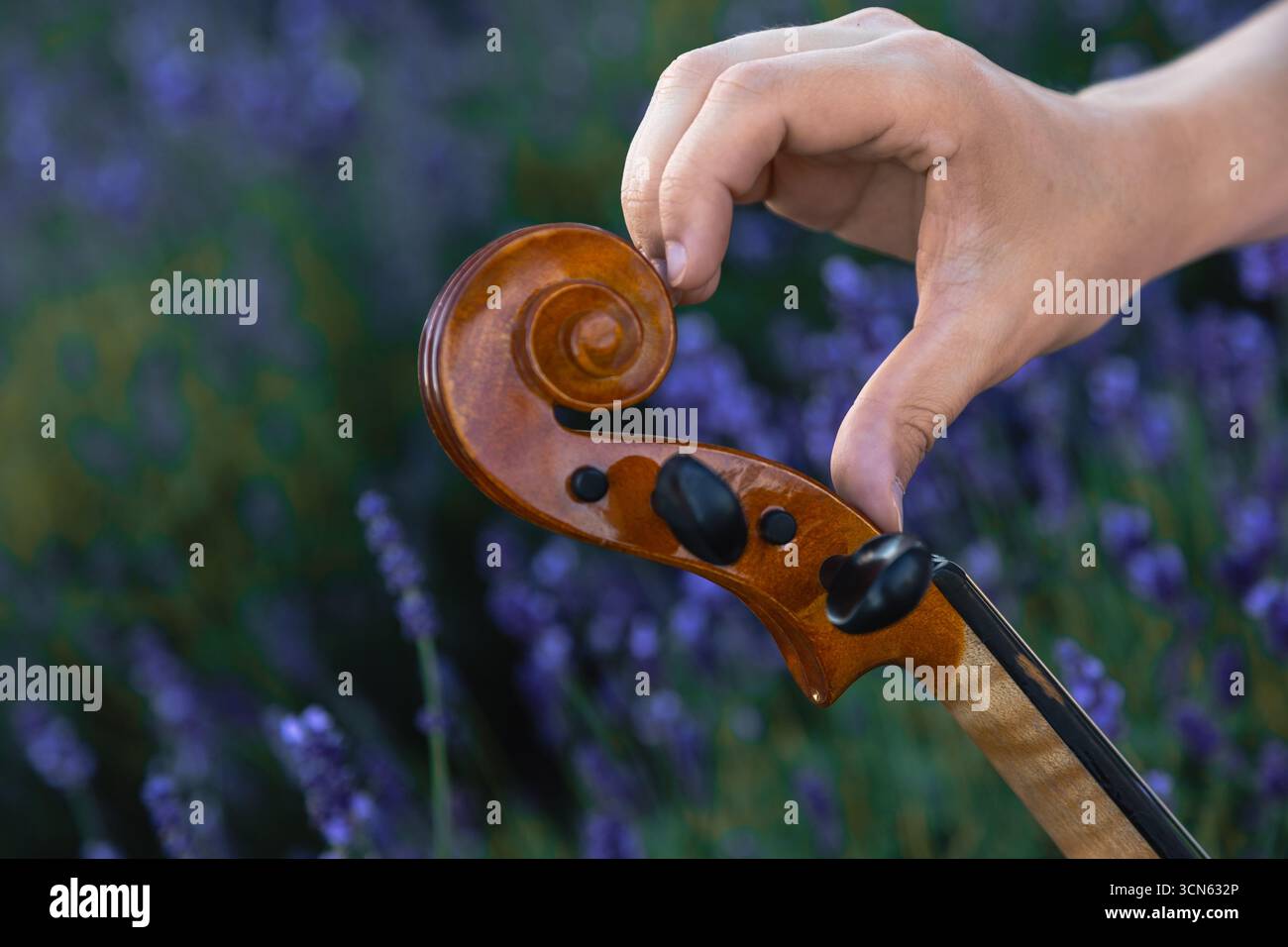 La pergamena del violino e le dita del musicista si avvicinano per dare forma al cuore sullo sfondo del campo di lavanda. Fiore di lavanda e strumento musicale. Foto Stock