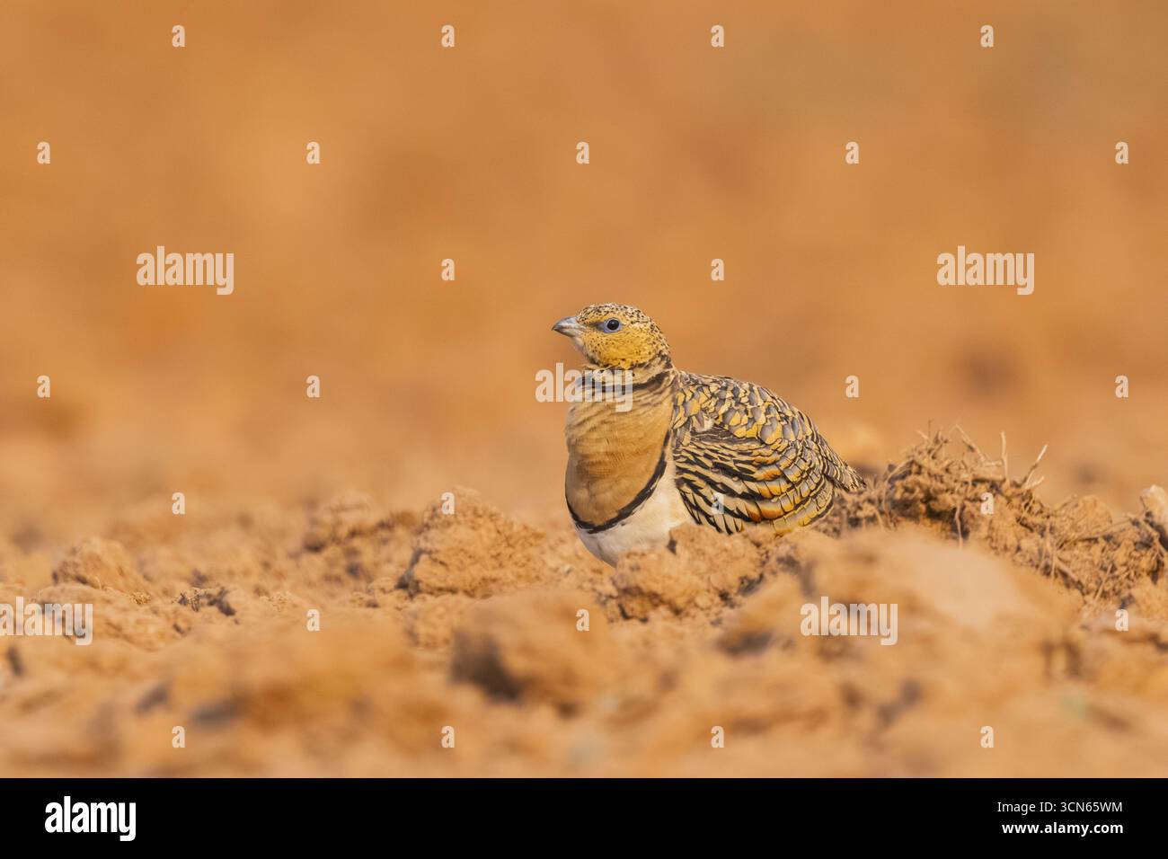 Sandgrouse dalla coda di spillo (Pterocles alchata) su un campo agricolo, Belchite, Aragona, Saragossa, Spagna Foto Stock
