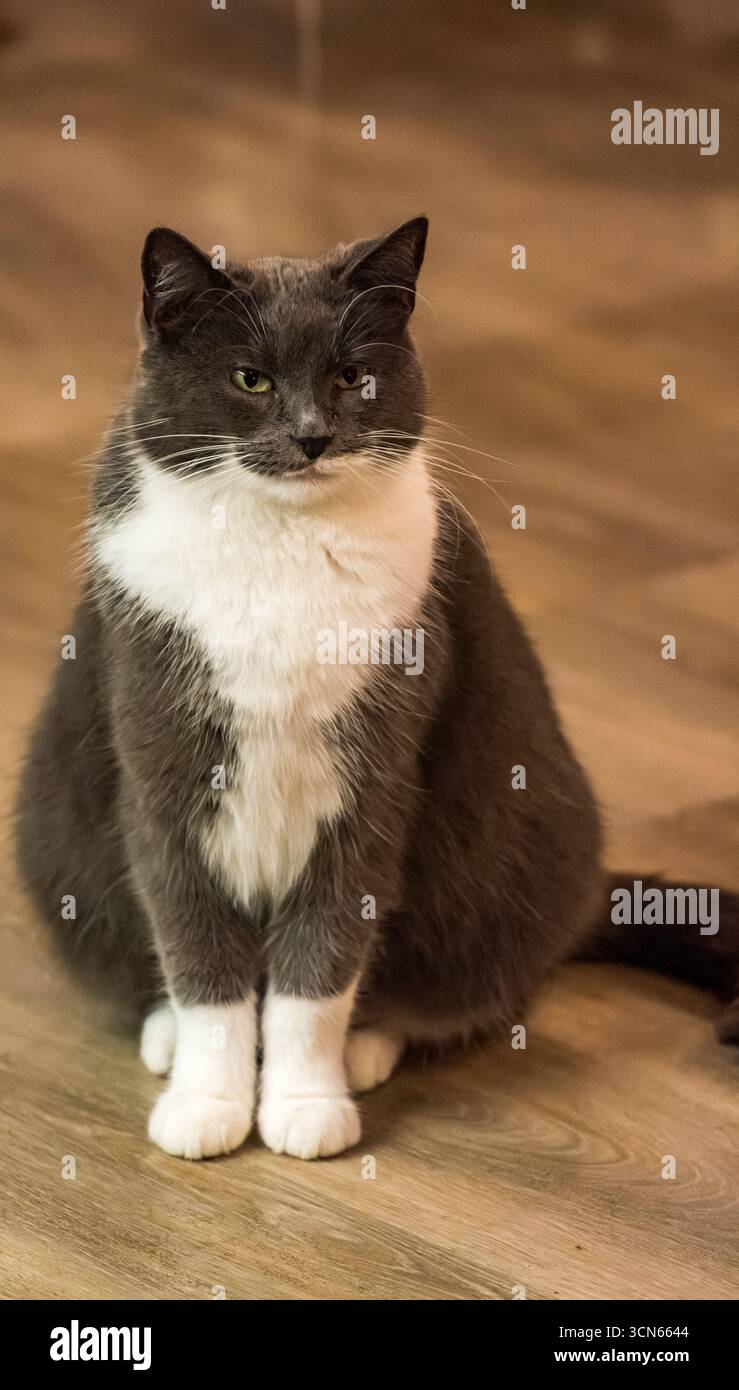 Gatto bianco e nero seduto su pavimento in legno Foto Stock