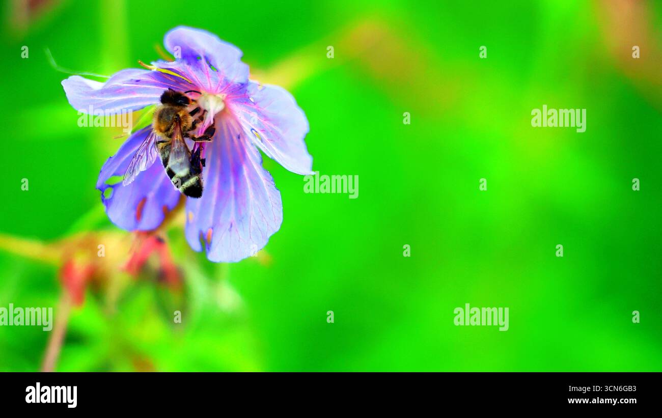 Le api impollinano delicati fiori selvatici in un vivace giardino Foto Stock