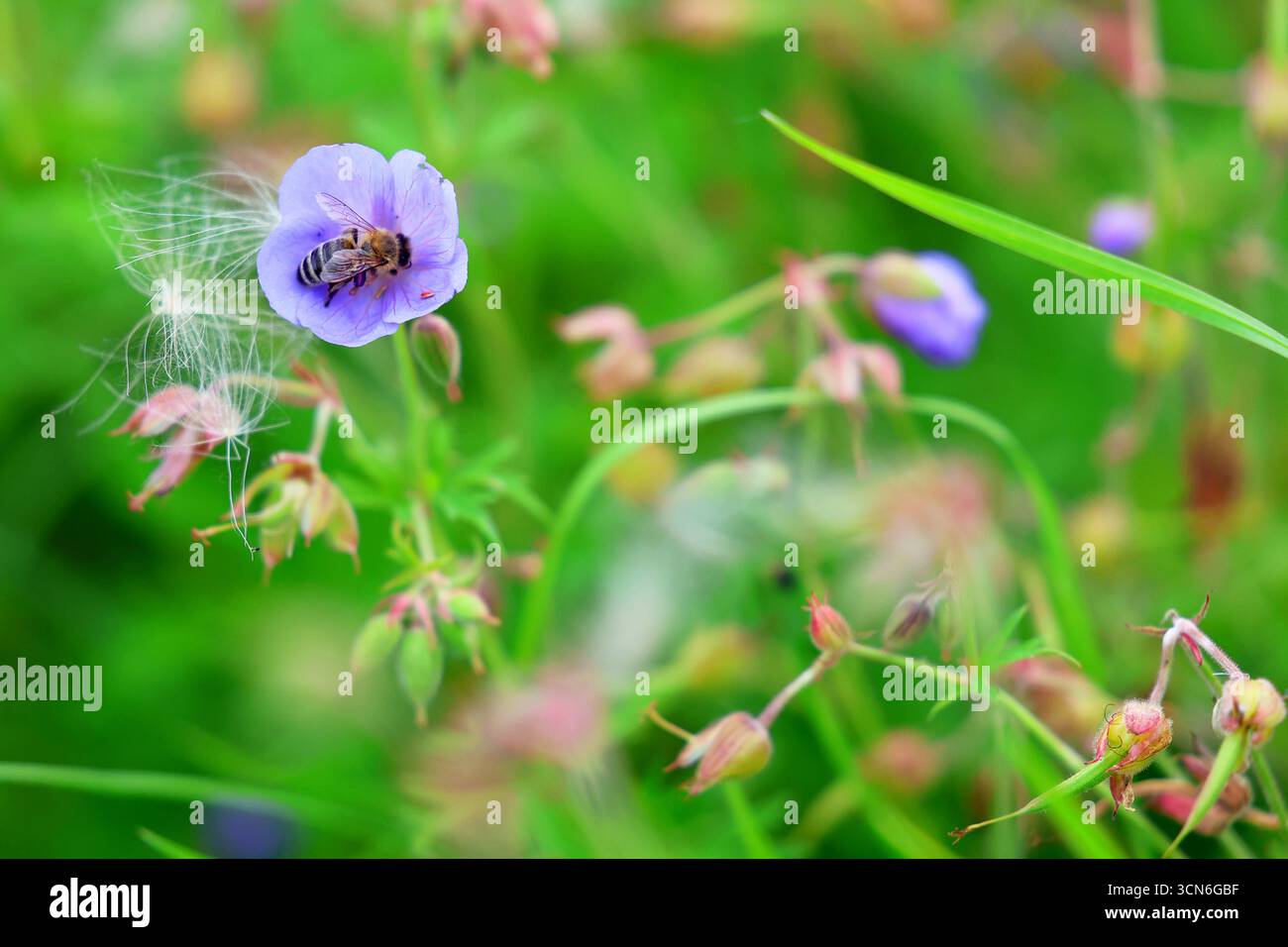 Le api impollinano delicati fiori selvatici in un vivace giardino Foto Stock
