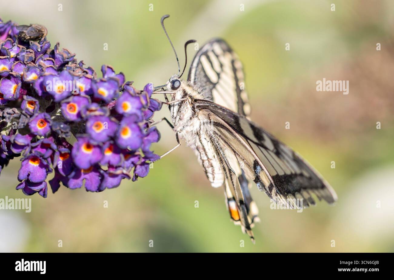 Francia - Tolosa - coda di rondine del Vecchio mondo (Papilio machaon) - nettendo su punte di cespuglio a farfalla, code illuminate contro il pallido bokeh Foto Stock