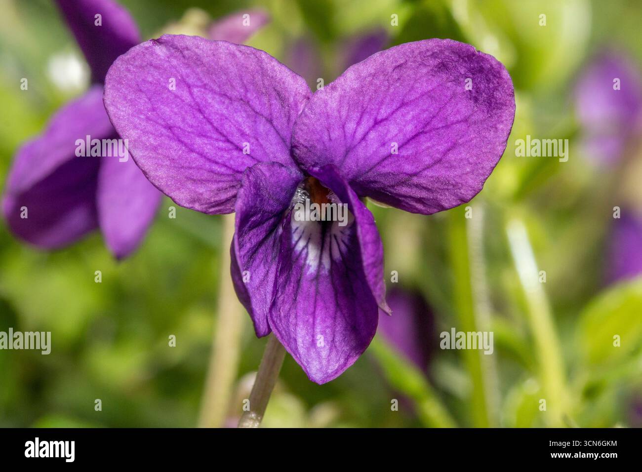 Francia - Tolosa - Viola odorata dolce - Un delicato fiore viola in piena fioritura Foto Stock