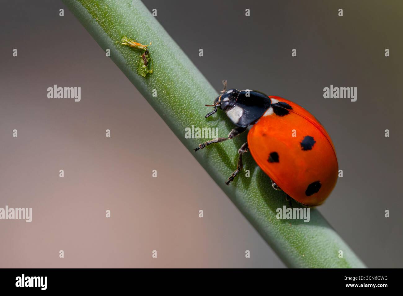 Francia - Tolosa - Coccinella septempunctata in sette punti - Arrampicata di un fusto vegetale Foto Stock