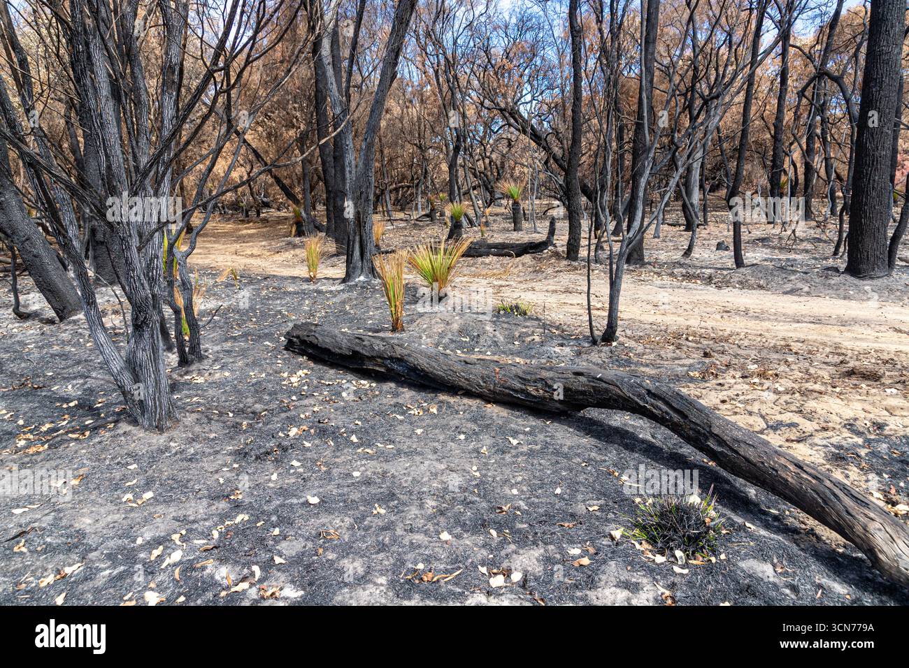 Le piante che si riprendono 17 giorni dopo un incendio nel Bush hanno spazzato attraverso la riserva di conservazione Marri nr Dunsborough il 16/2/2025, zona di Margaret River, Augusta WA Foto Stock