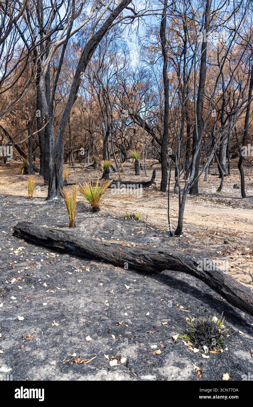 Le piante che si riprendono 17 giorni dopo un incendio nel Bush hanno spazzato attraverso la riserva di conservazione Marri nr Dunsborough il 16/2/2025, zona di Margaret River, Augusta WA Foto Stock