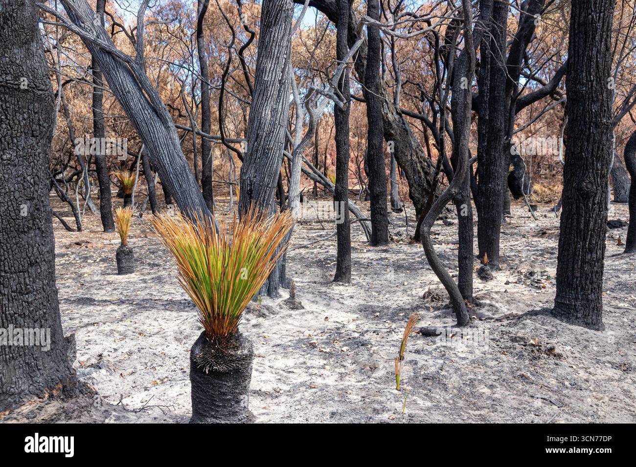 Le piante che si riprendono 17 giorni dopo un incendio nel Bush hanno spazzato attraverso la riserva di conservazione Marri nr Dunsborough il 16/2/2025, zona di Margaret River, Augusta WA Foto Stock