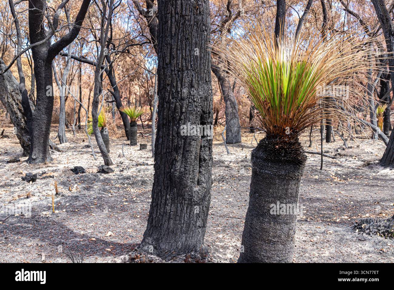 Le piante che si riprendono 17 giorni dopo un incendio nel Bush hanno spazzato attraverso la riserva di conservazione Marri nr Dunsborough il 16/2/2025, zona di Margaret River, Augusta WA Foto Stock
