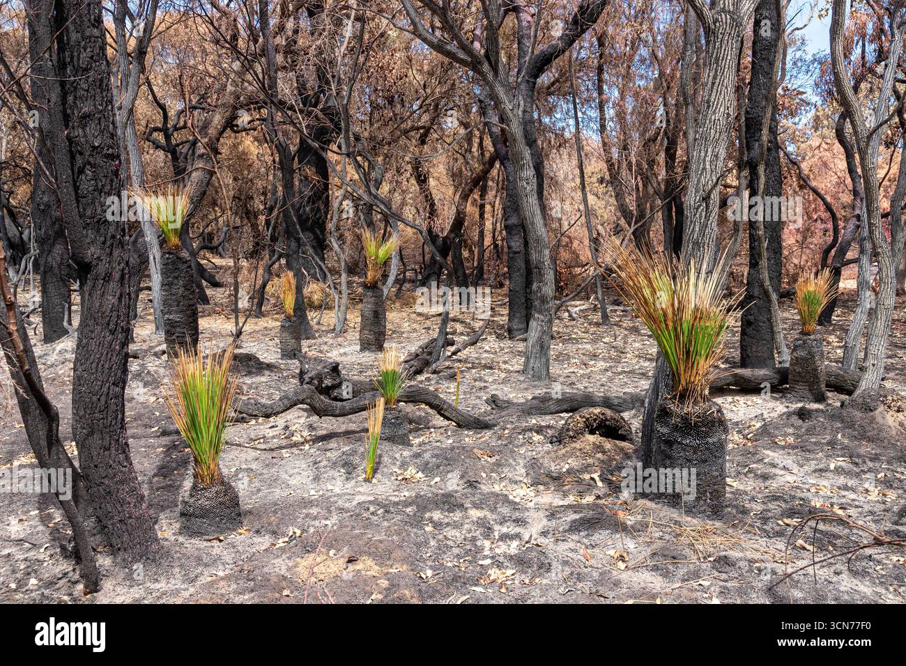 Le piante che si riprendono 17 giorni dopo un incendio nel Bush hanno spazzato attraverso la riserva di conservazione Marri nr Dunsborough il 16/2/2025, zona di Margaret River, Augusta WA Foto Stock