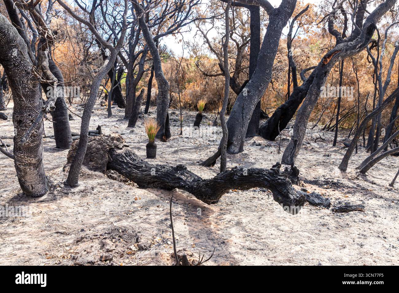 Le piante che si riprendono 17 giorni dopo un incendio nel Bush hanno spazzato attraverso la riserva di conservazione Marri nr Dunsborough il 16/2/2025, zona di Margaret River, Augusta WA Foto Stock