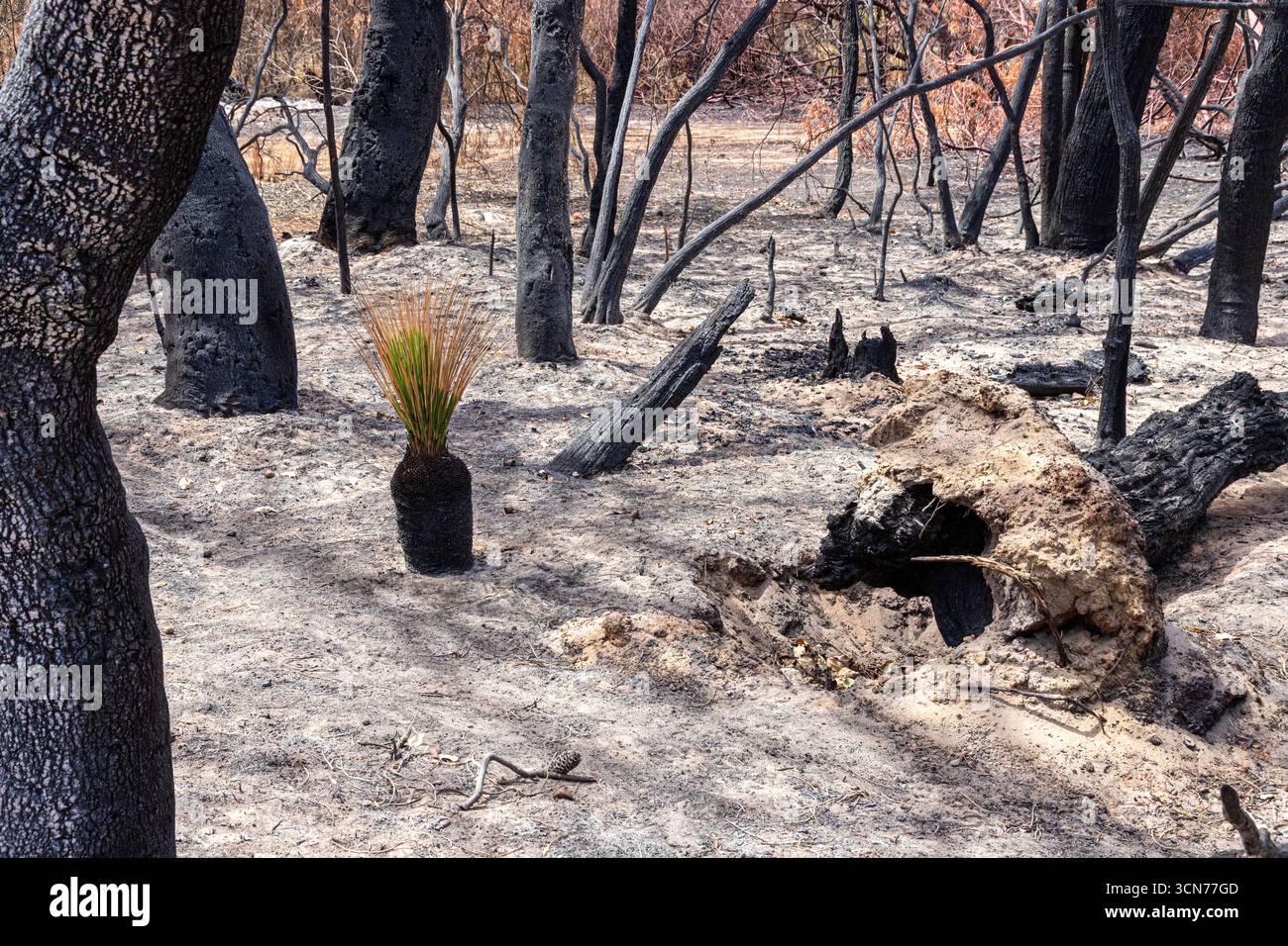 Le piante che si riprendono 17 giorni dopo un incendio nel Bush hanno spazzato attraverso la riserva di conservazione Marri nr Dunsborough il 16/2/2025, zona di Margaret River, Augusta WA Foto Stock